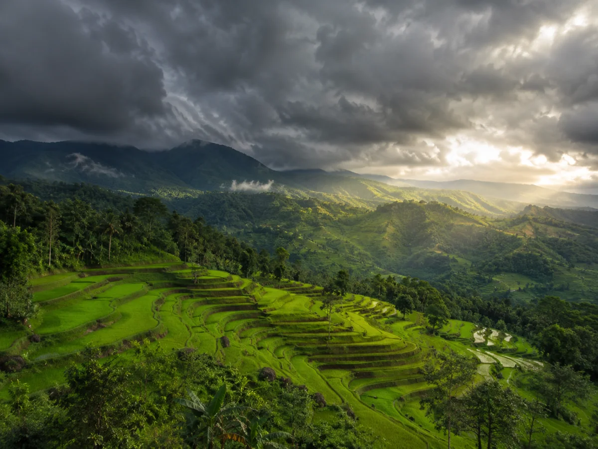 Maubisse rice terraces during the wet season