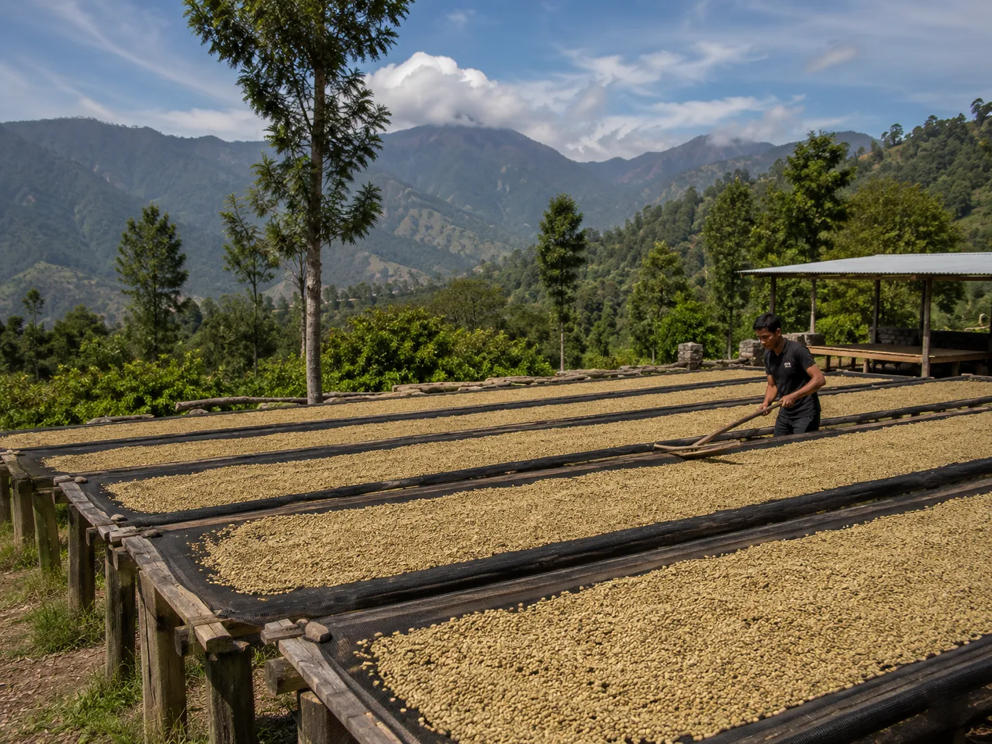 Hand-pour brew of single-origin Timor arabica