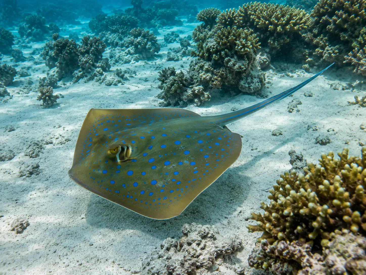 Hard coral garden at Beloi, Atauro Island