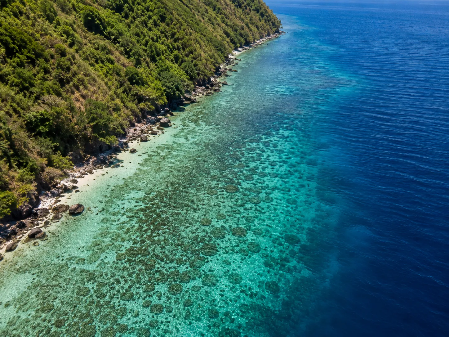 Reef fish swimming through Timor-Leste coral